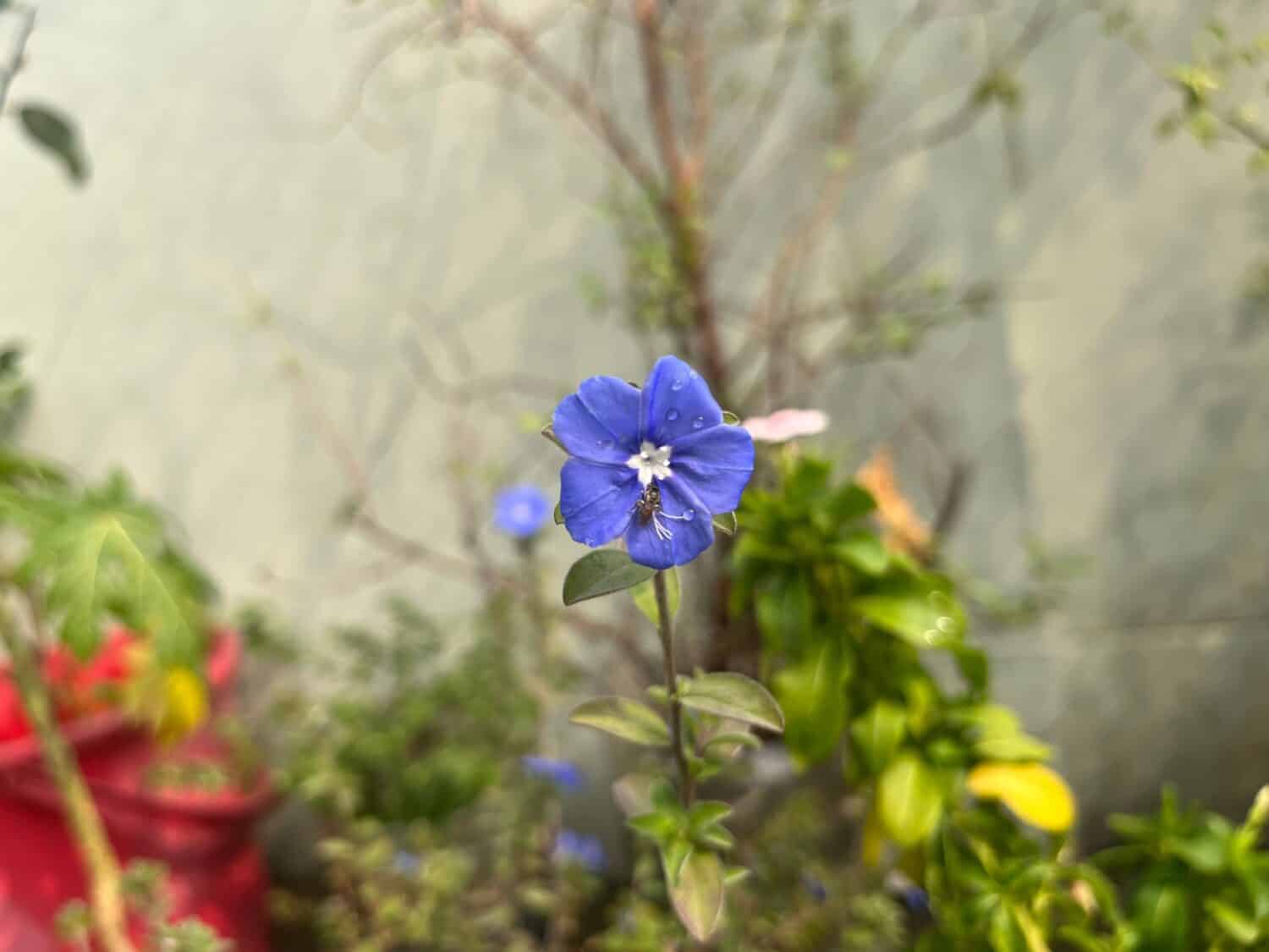 Felicia amelloides, il cespuglio di margherita blu o felicia blu, è una pianta pelosa, morbida, solitamente perenne, sempreverde, della famiglia delle Asteraceae.  Si trova lungo la costa meridionale del Sudafrica.  È gr