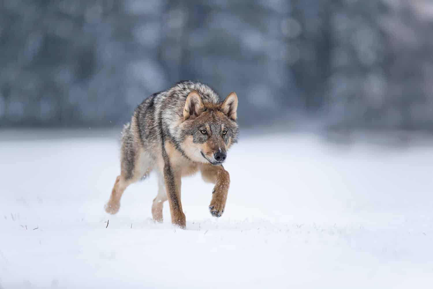 lupo nella neve, lupo in agguato nella neve, lupo che corre nella neve, lupo in inverno 