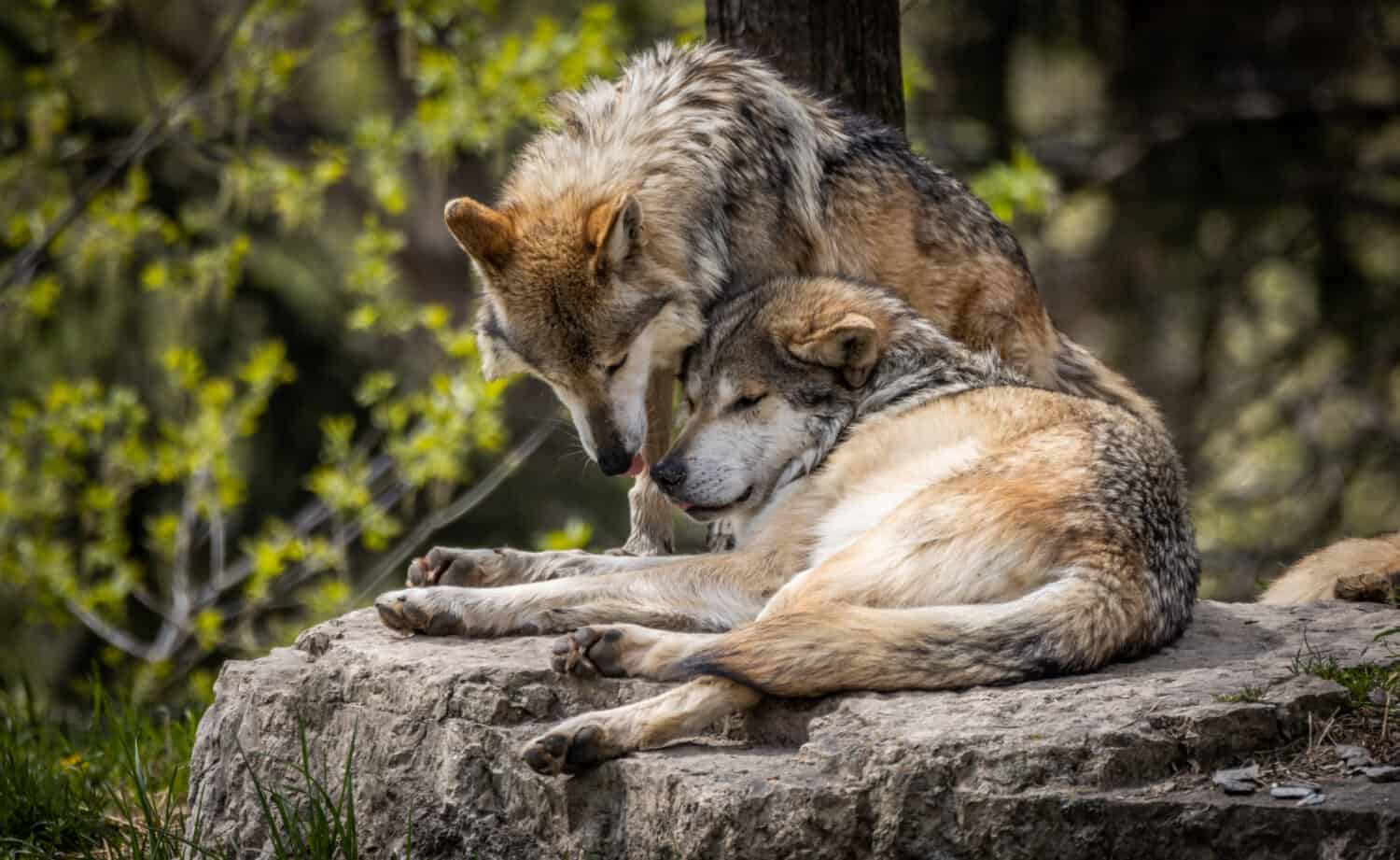 Coppia di innamorati del lupo grigio messicano