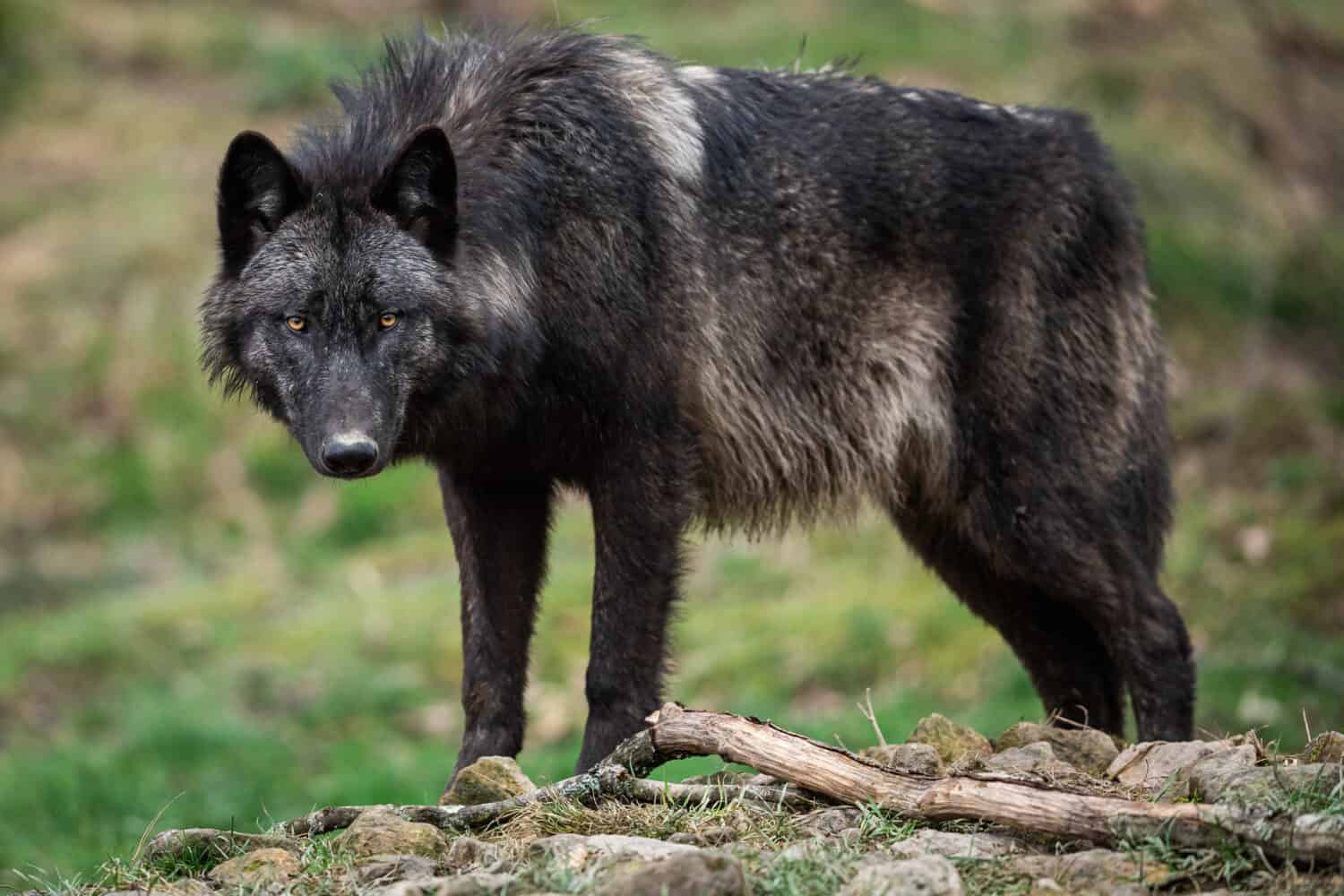 Lupo grigio nella foresta, Francia