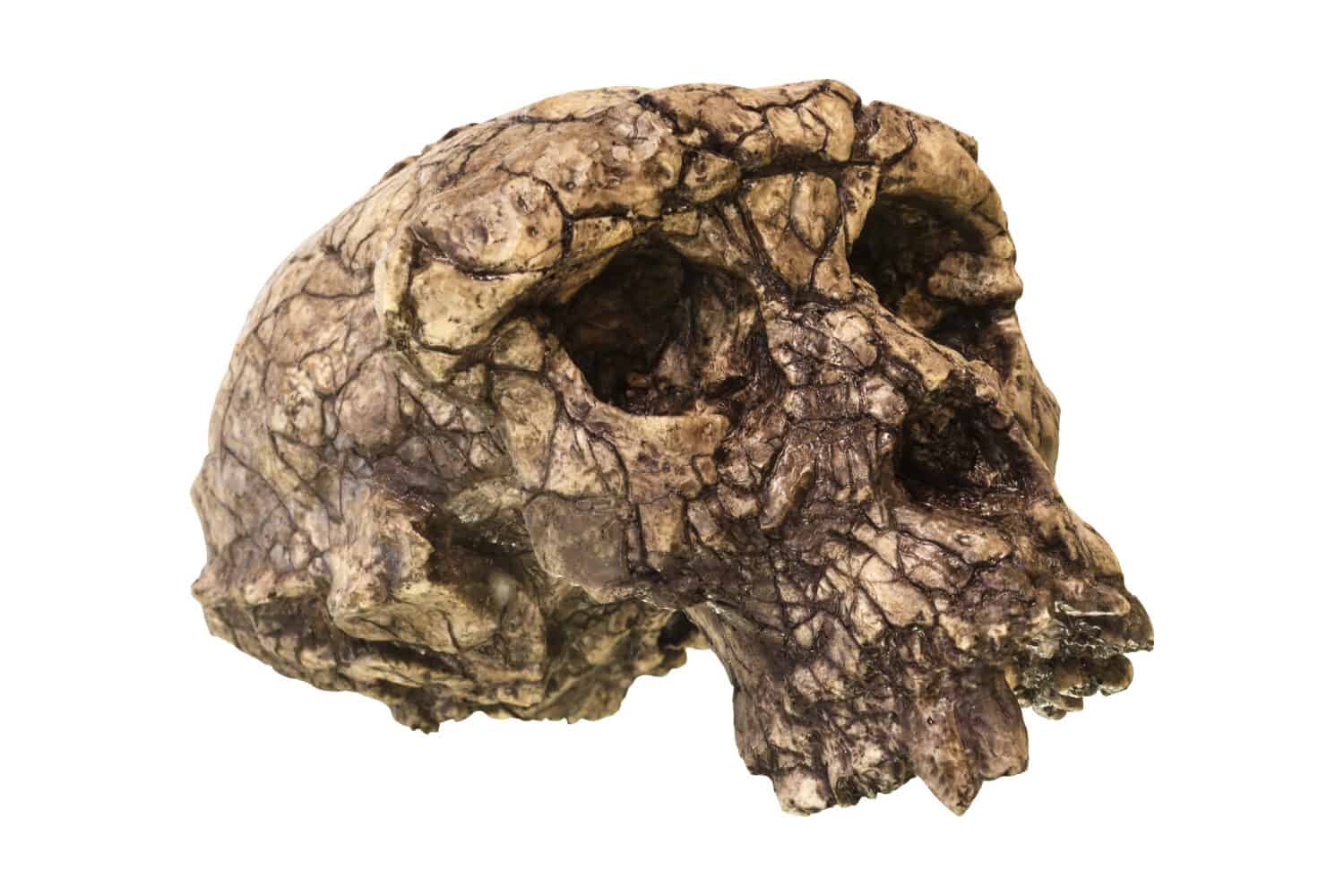 Una ricostruzione del Sahelanthropus, uno dei più antichi fossili umani conosciuti, risalente a oltre sette milioni di anni fa