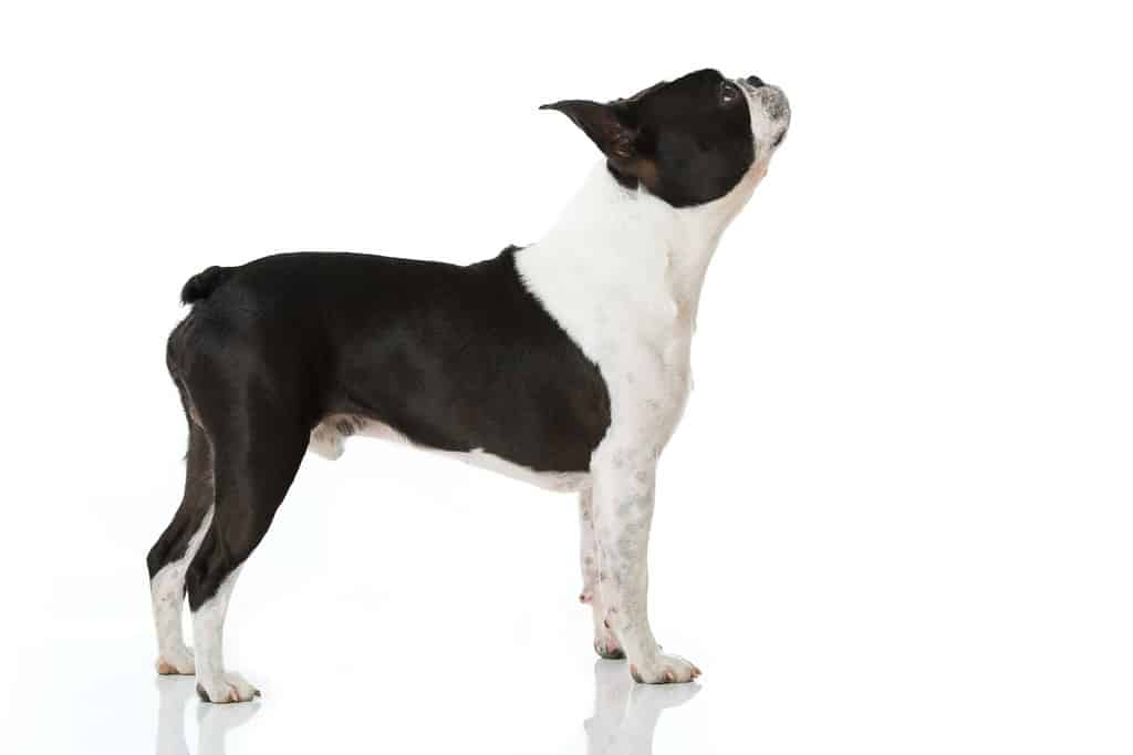 Cane di Boston terrier isolato su bianco