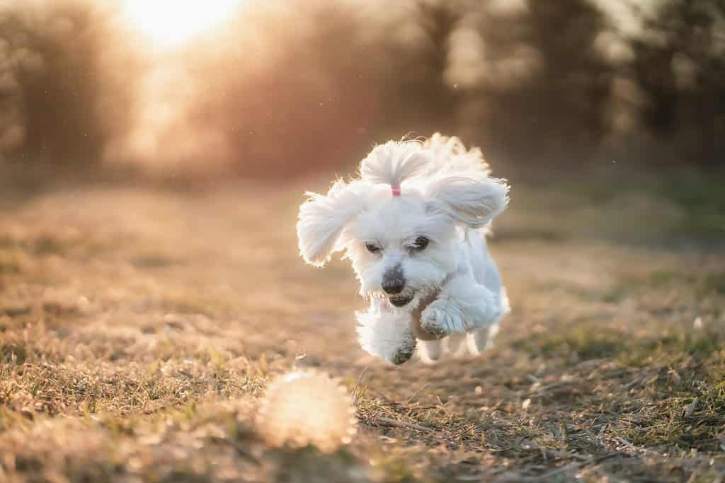 Cane maltese bianco animale felice
