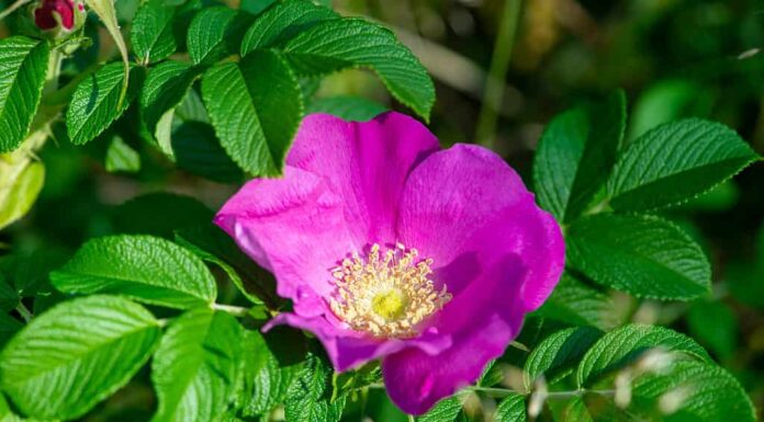 La Rugosa Rose è una delle rose più resistenti oggi disponibili.