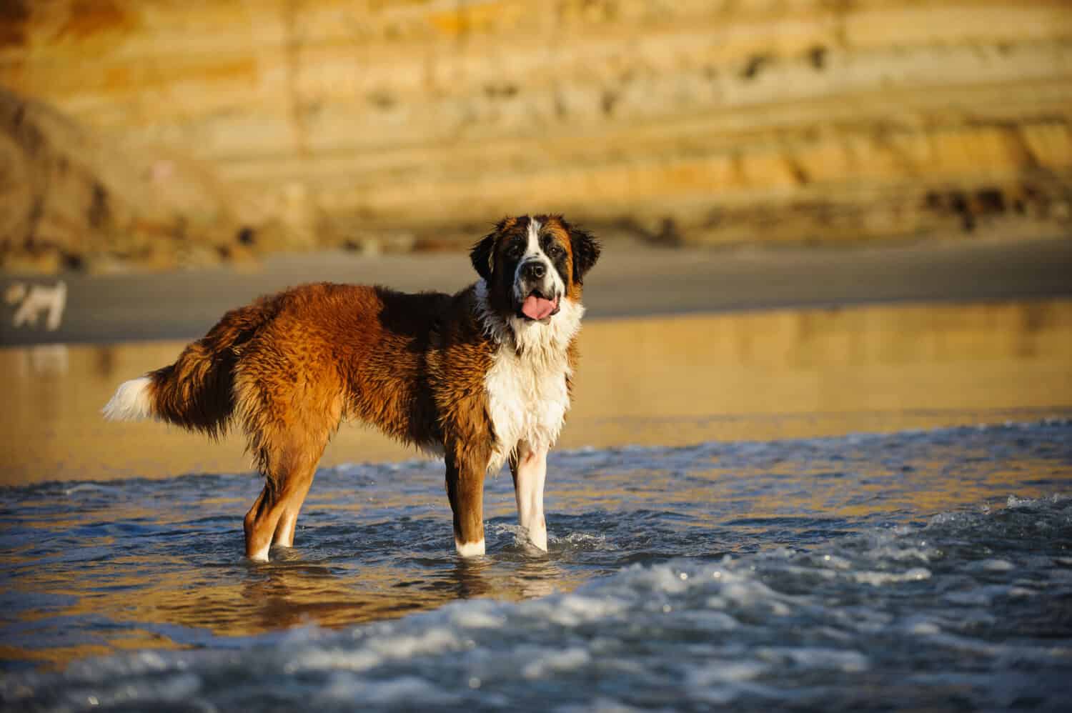 Ritratto all'aperto del cane di San Bernardo alla spiaggia