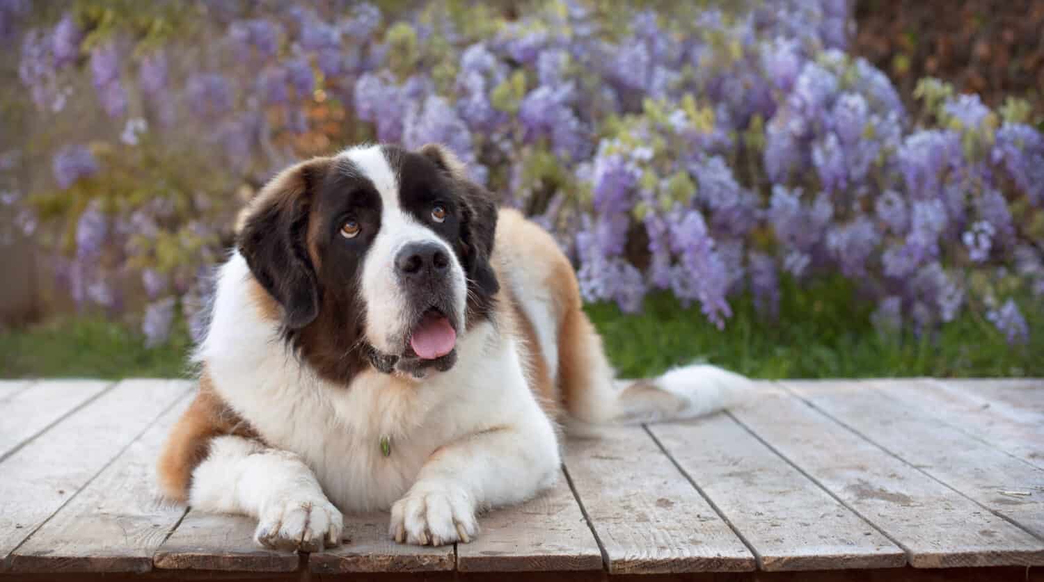 Un cane molto grande si siede e guarda in alto su una tavola di legno davanti a viti di glicine.  Il grande e bellissimo San Bernardo giace su una piattaforma di legno guardando in alto con la bocca un po' aperta.