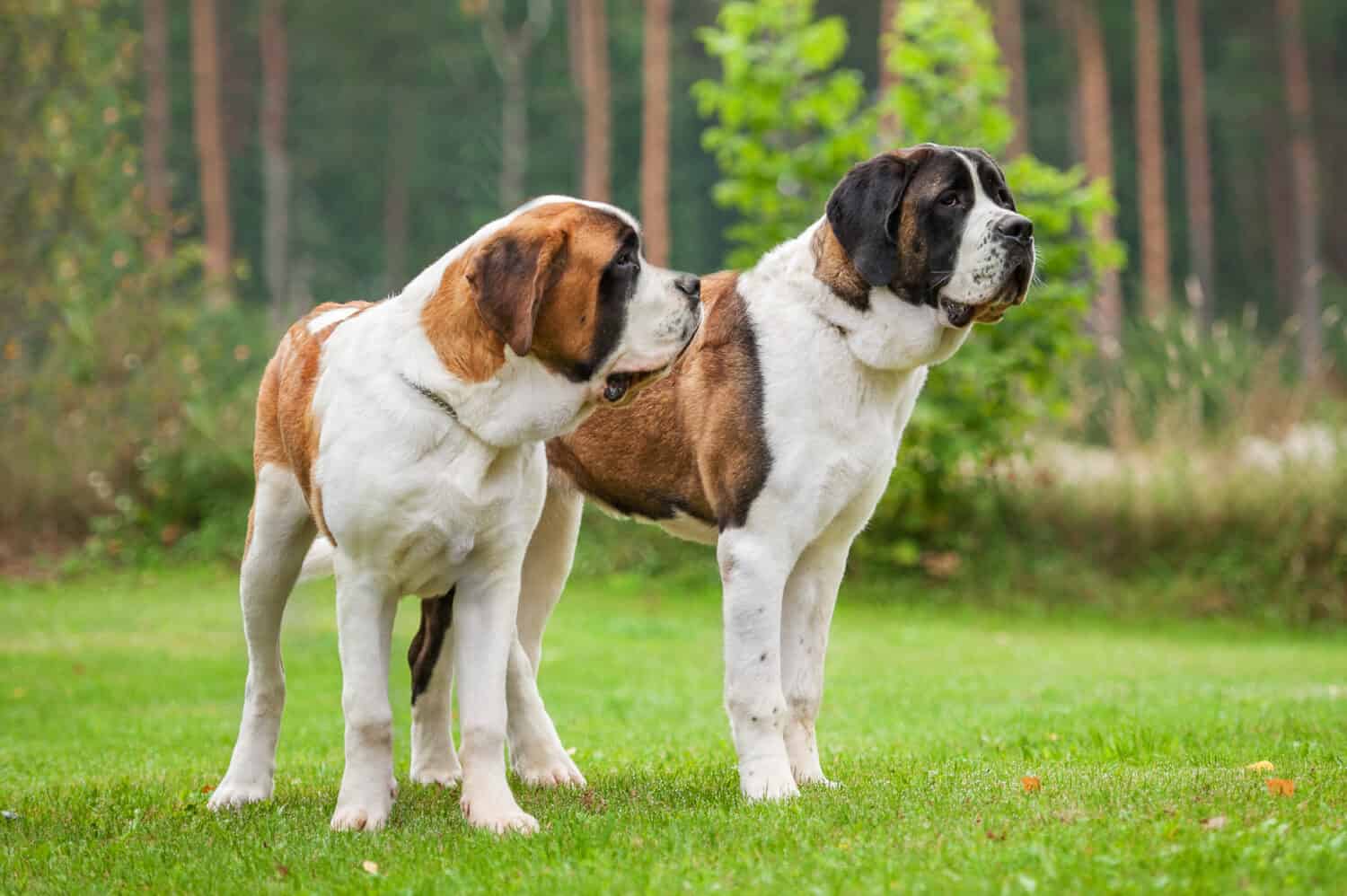 Due cani san bernardo a pelo corto in piedi sul prato