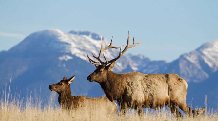 Alce americano di fronte alle Montagne Rocciose