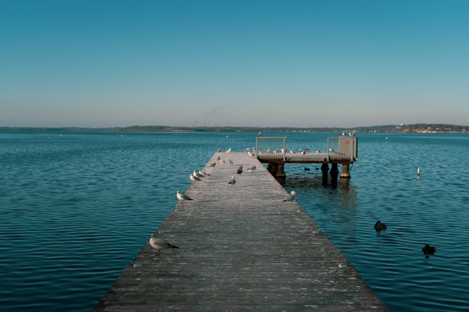 Una vista panoramica dei gabbiani su un molo nel lago Mendota, Wisconsin