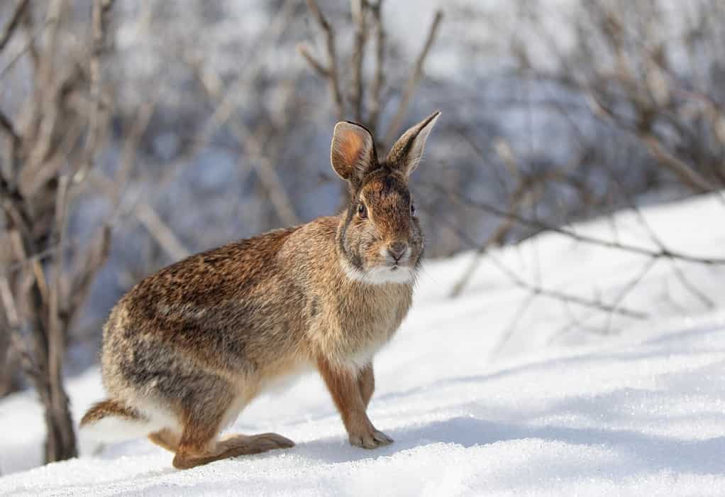 Coniglio silvilago orientale che gioca nella neve in una foresta invernale.