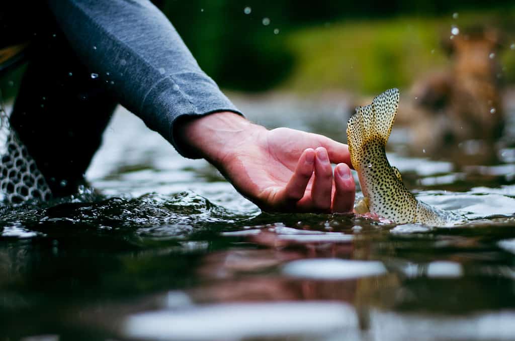 Trota con la coda in aria mentre viene rilasciata in acqua durante una giornata di pesca a mosca