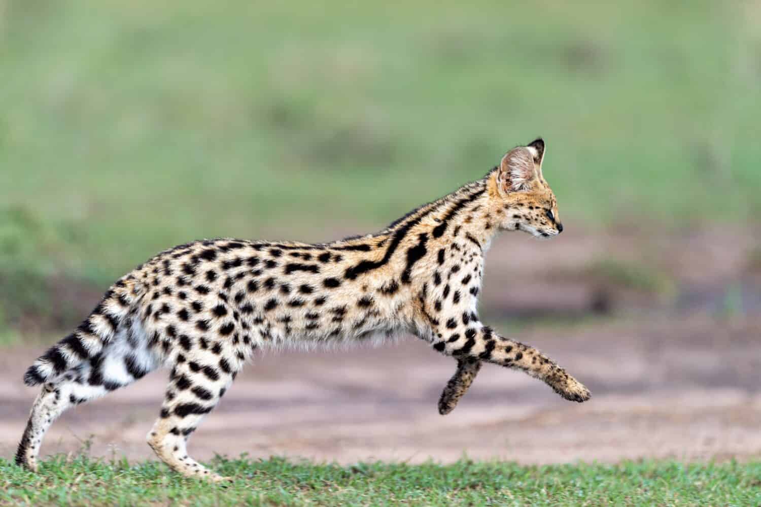 Esecuzione di Serval Cat nella calda luce del mattino - Maasai Mara, Kenya