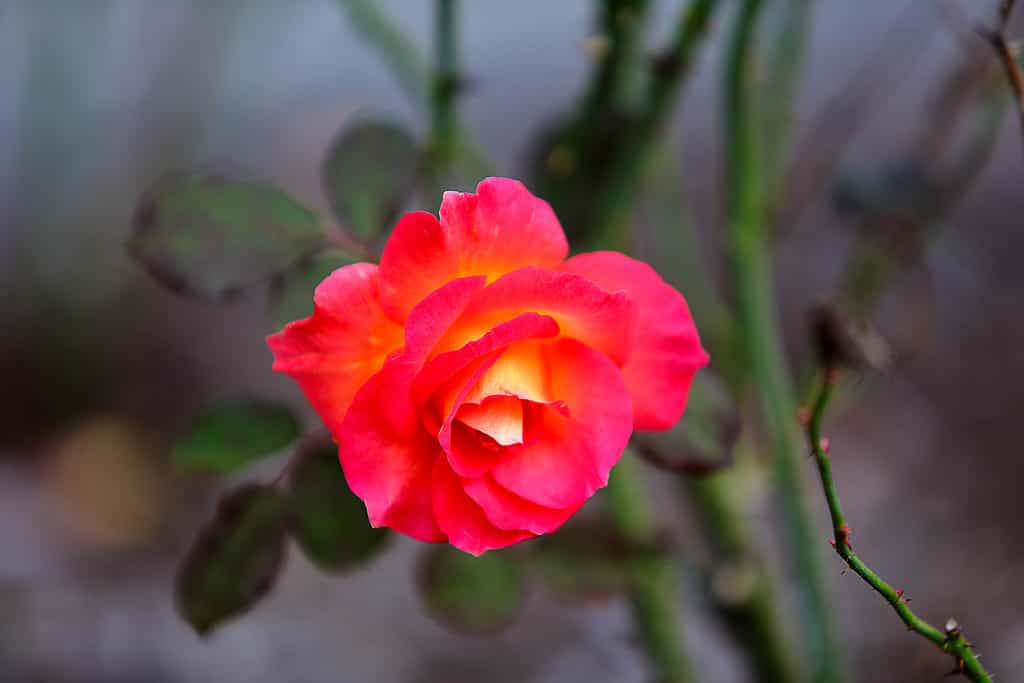 Un primo piano dei petali rosso-gialli infuocati della Mardi Gras Floribunda Rose.