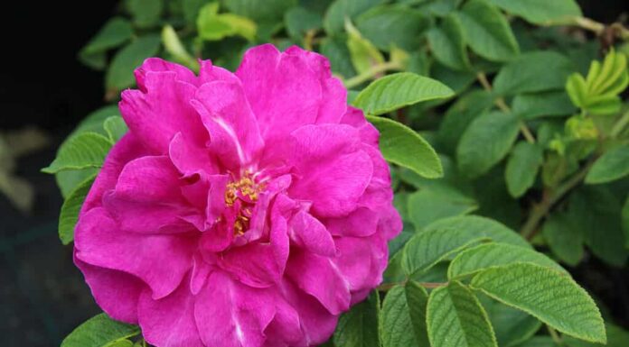 Rosa rugosa ibrida di cultivar in fiore (Rosa rugosa 'Hansa') nel giardino estivo