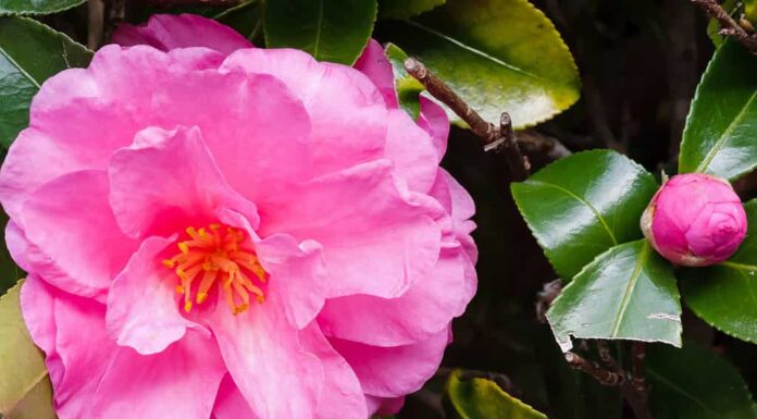 Tappeto di fiori rosa rosa