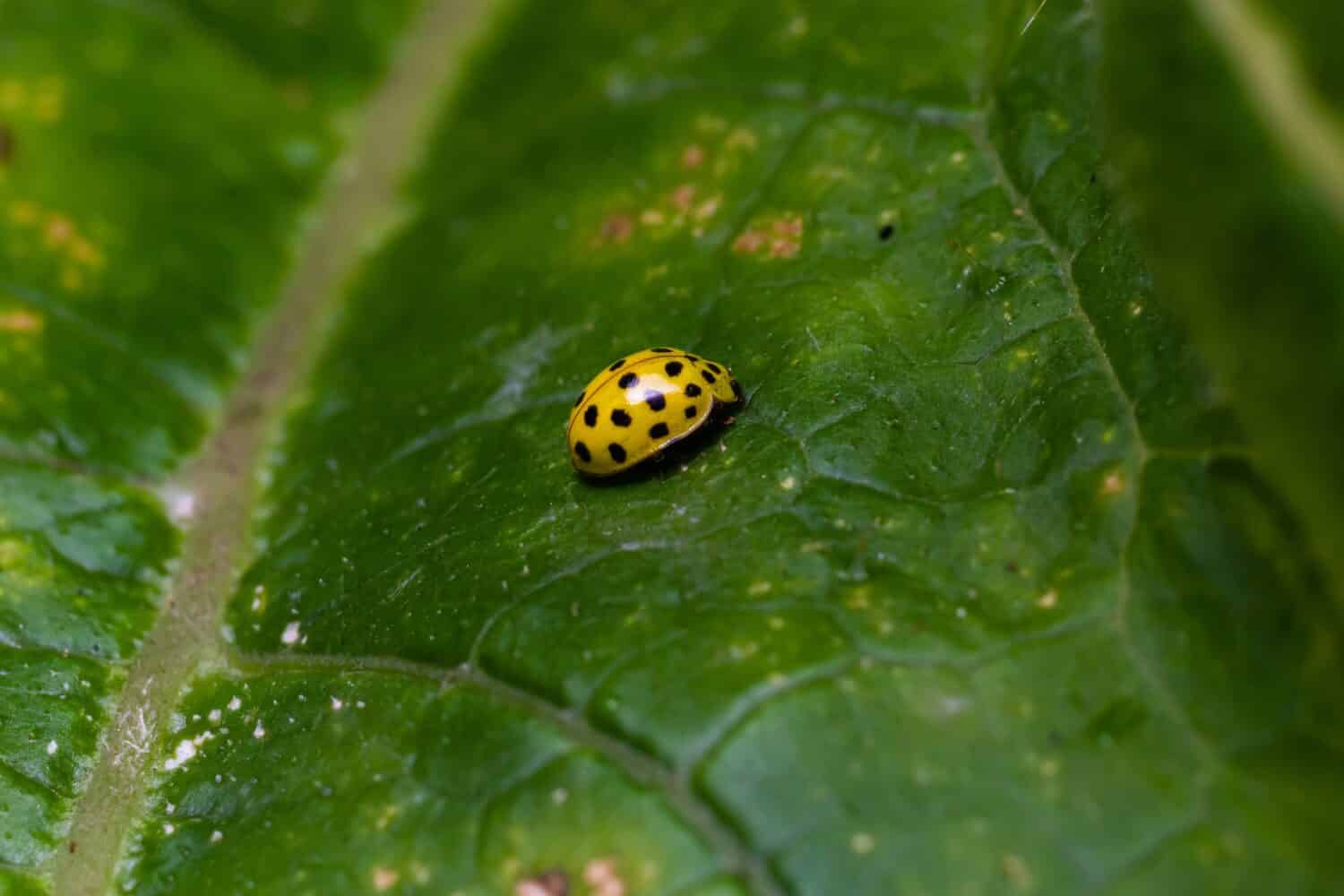 Un'immagine macro di un giallo 22 Spot Ladybird - Psyllobora vigintiduopunctata che sono piccoli coleotteri.