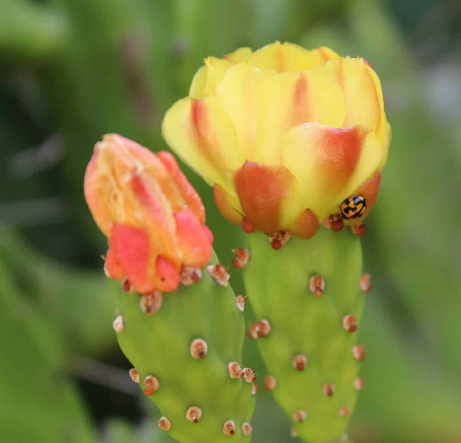 Una fotografia di una coccinella macchiata comune (Harmonia conformis) su un cactus di fico d'india comune in fiore (Opuntia robusta) a Brisbane, Australia.