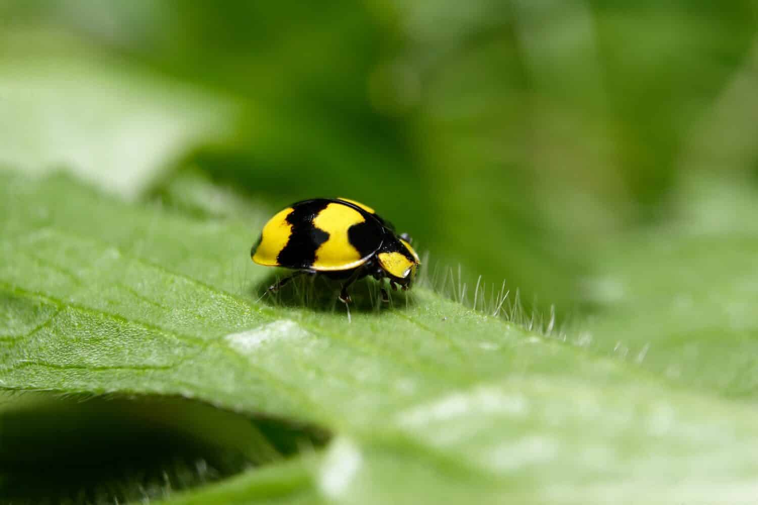 Scarabeo coccinella mangiatore di funghi - Illeis galbula