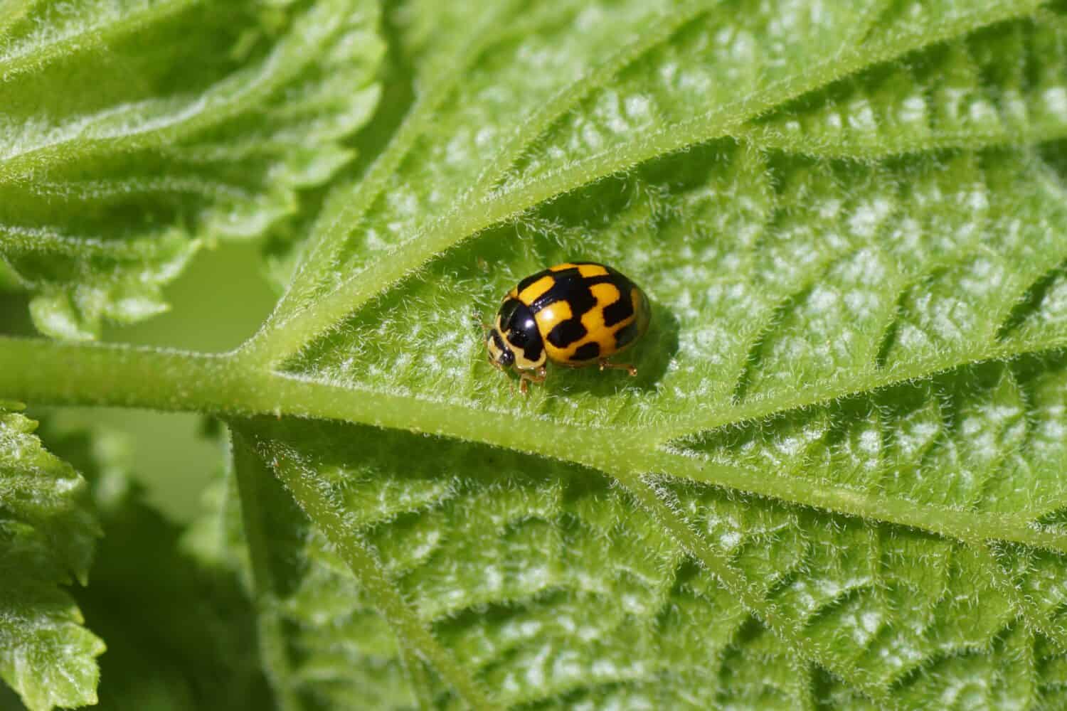 Coccinella a quattordici punti, coccinella a quattordici punti (Propylea quatuordecimpunctata) sul lato inferiore di una foglia.  Famiglia Coccinelle, Coccinelle (Coccinellidae).  Giardino olandese, giugno                             