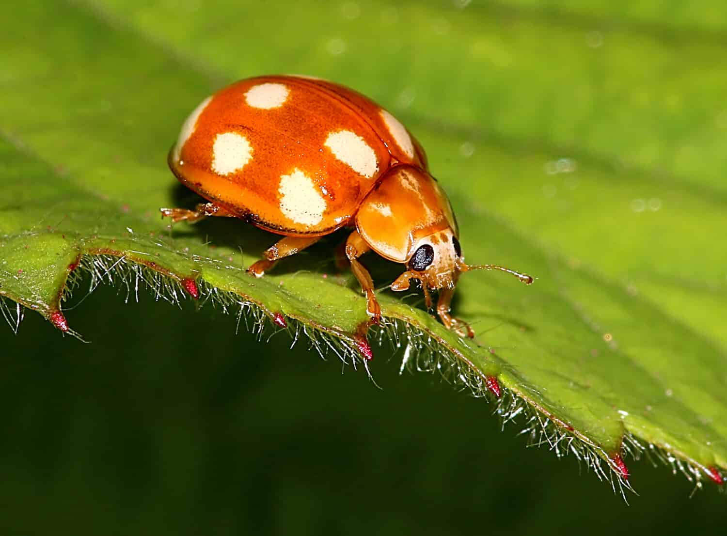 Primo piano di una coccinella europea a dieci macchie (Calvia decemguttata), nota anche come coccinella a 10 macchie.