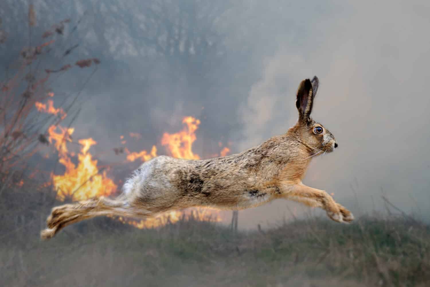 Lepre su uno sfondo di foresta in fiamme.  Animale selvatico in mezzo al fuoco e al fumo