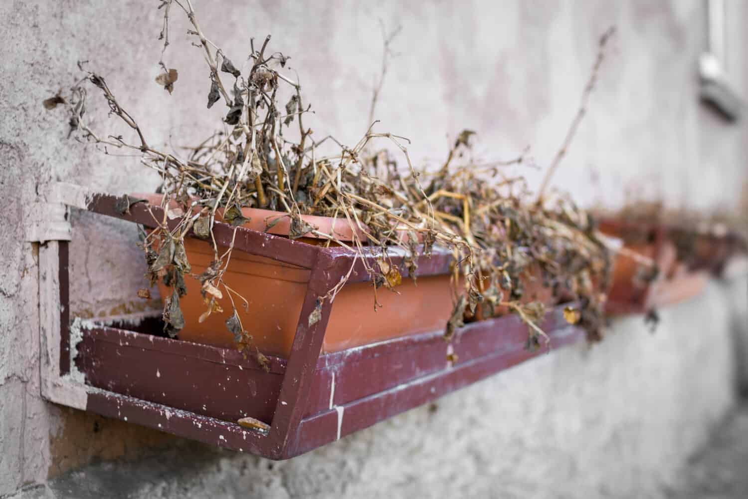 Piante morte e secche in vasi sul muro.