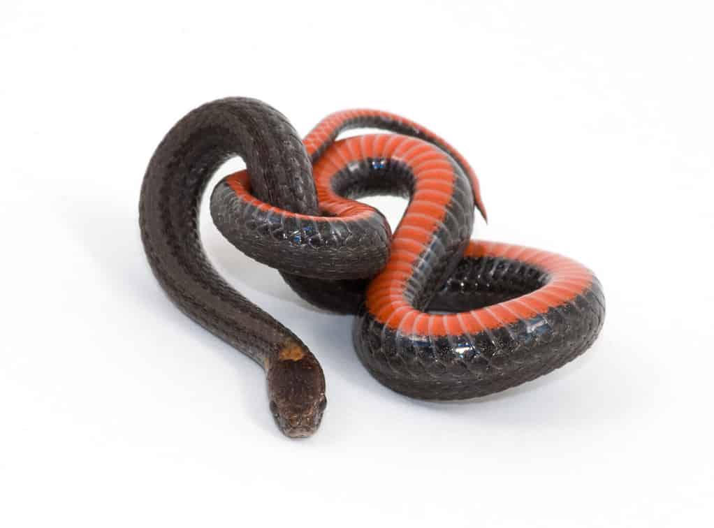 Fotografia di un piccolo serpente dal ventre rosso arrotolato e che mostra il ventre rosso isolato su uno sfondo bianco.