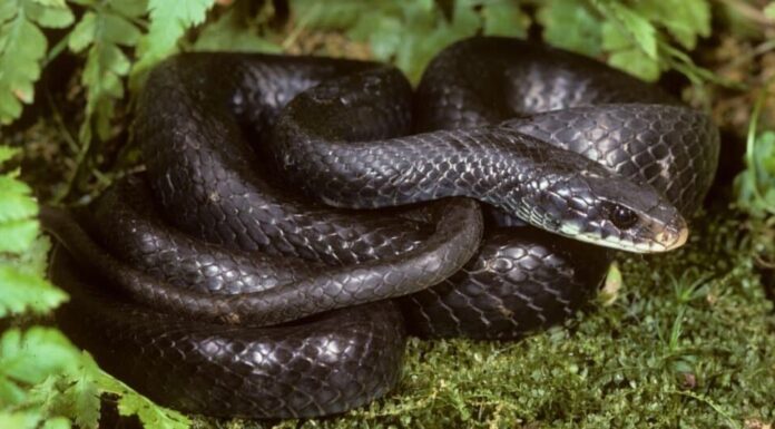 Serpenti che sembrano Copperheads-Black Racer Snake