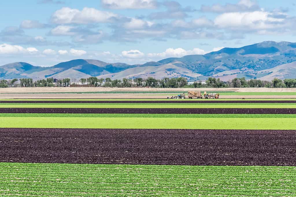 Colorate file alternate di lattuga verde e viola vengono raccolte nei campi della Salinas Valley della California centrale, con le montagne Gabilan sullo sfondo.  Stagione di raccolta della lattuga.