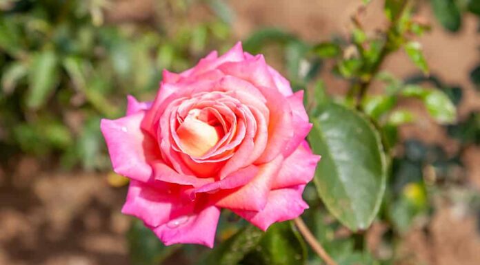 La pace di Chicago è aumentata con gocce d'acqua nel campo.  Nome scientifico: Rosa 'Chicago Peace'.  Fiore in fiore Colore: rosa, giallo, miscela arancione,
