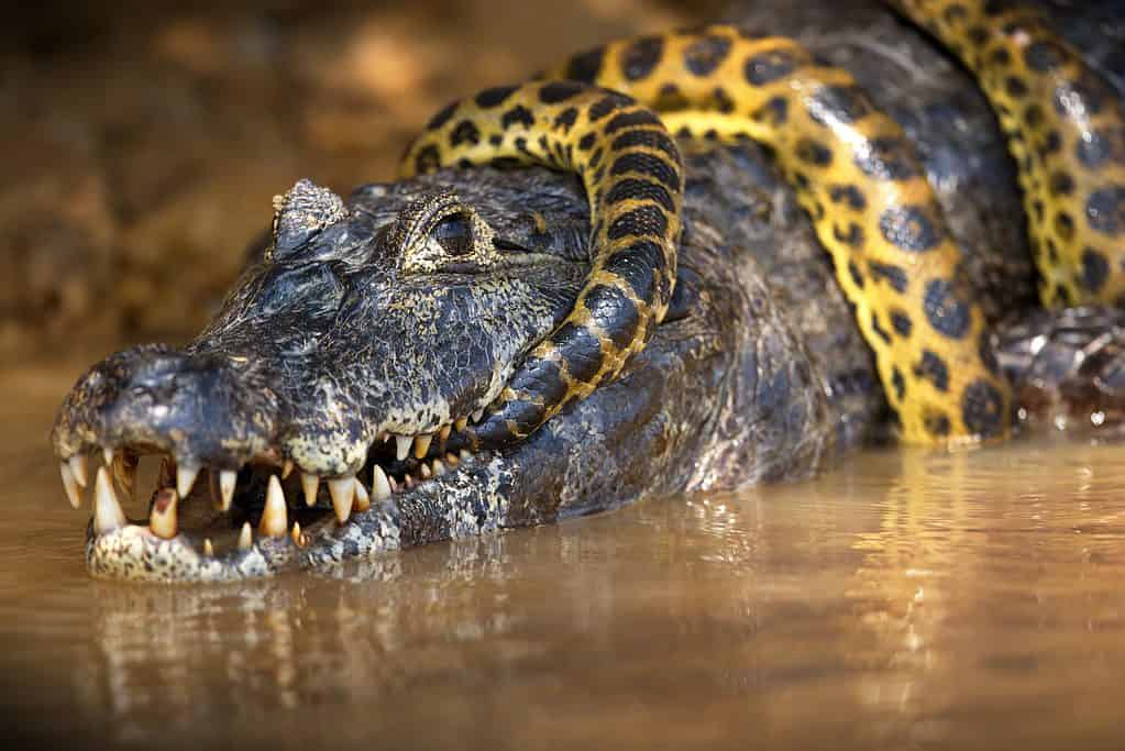 Un primo piano di serpente ananaconda avvolto attorno a un alligatore in uno stagno nel Pantanal, Brasile