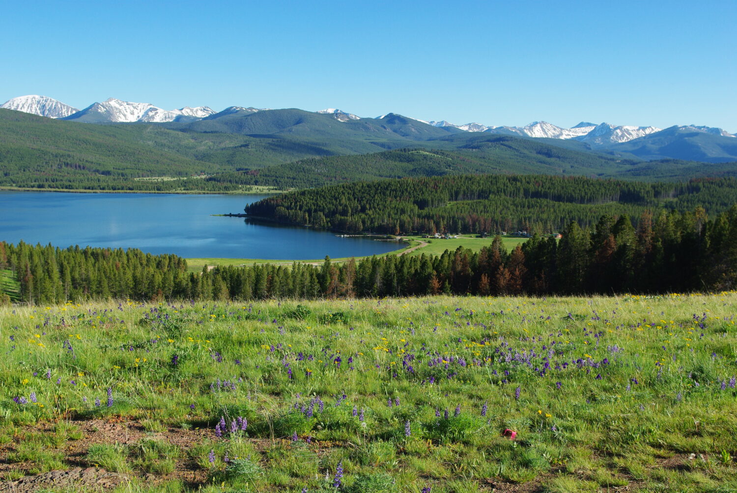 Fiori, prati, foreste, Montagne Rocciose e Georgetown Lake, Montana