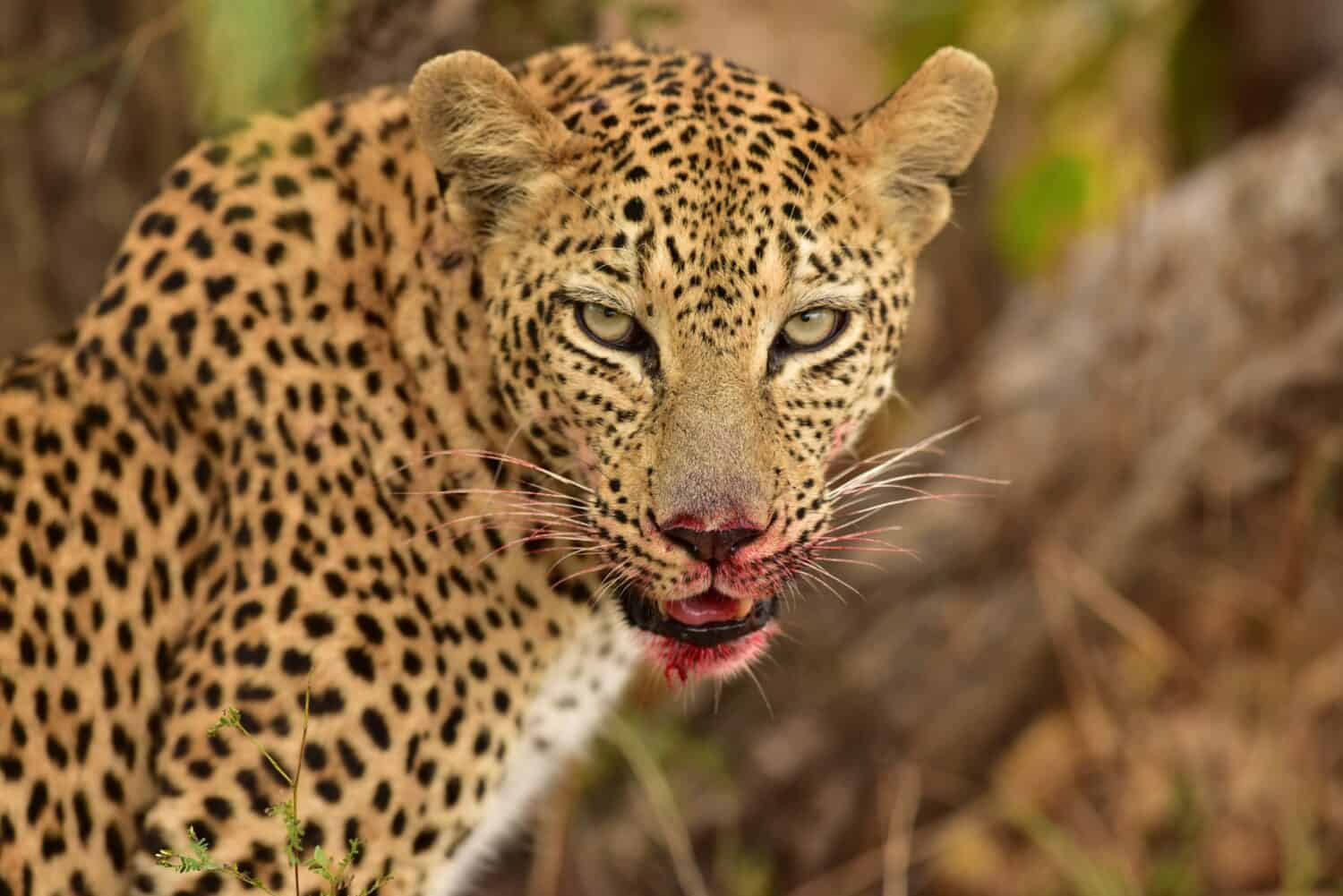 Leopardo che mangia la sua preda
