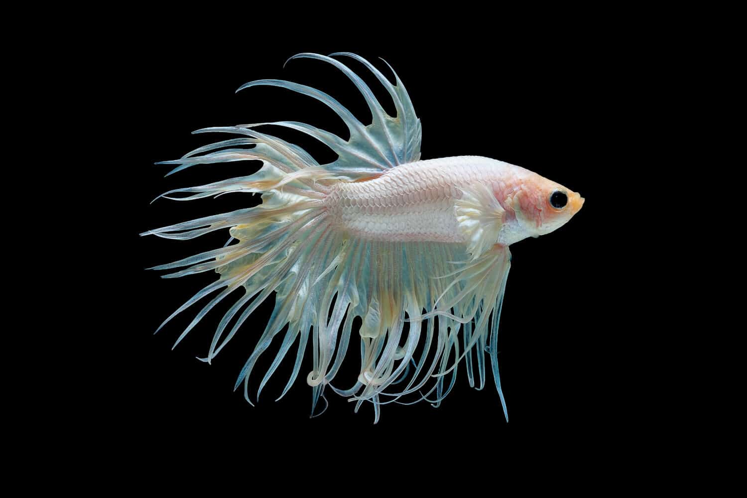 Pesce betta splendens bianco (Crown Tail), pesce combattente siamese con colore giallo chiaro isolato su sfondo nero. Il pesce inoltre gira la testa verso l'alto durante la nuotata.