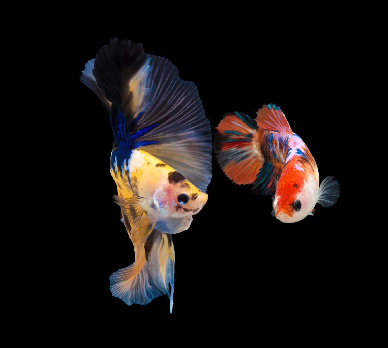 Stagione dell'accoppiamento dei pesci in natura. Pesce combattente siamese multicolore (Rosetail) (Half Moon), pesce combattente, Betta splendens, su sfondo nero, Betta Fancy Koi Half Moon Plakat