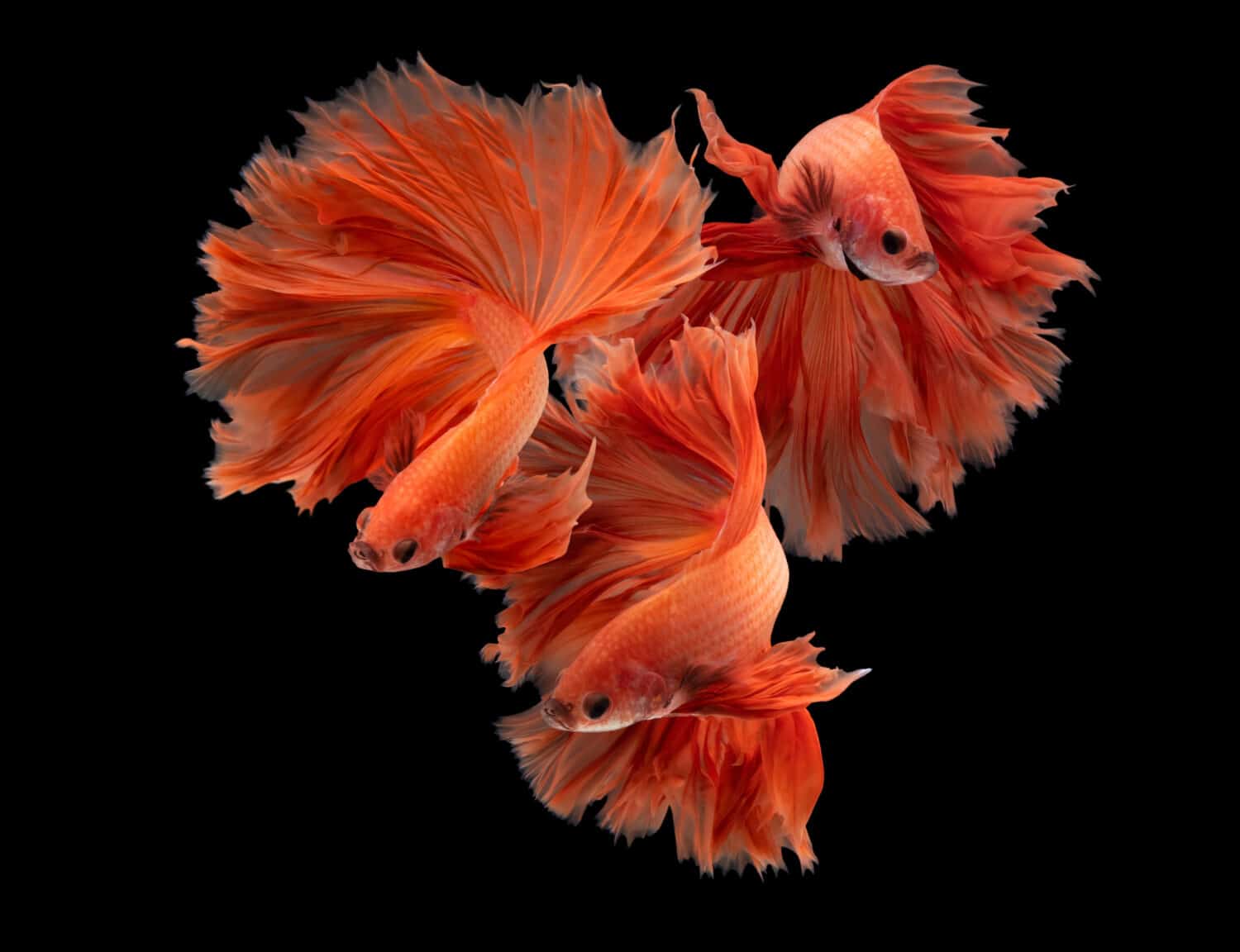 Pesce combattente siamese multicolore (Rosetail) (mezzaluna), pesce combattente, Betta splendens, sullo sfondo della natura