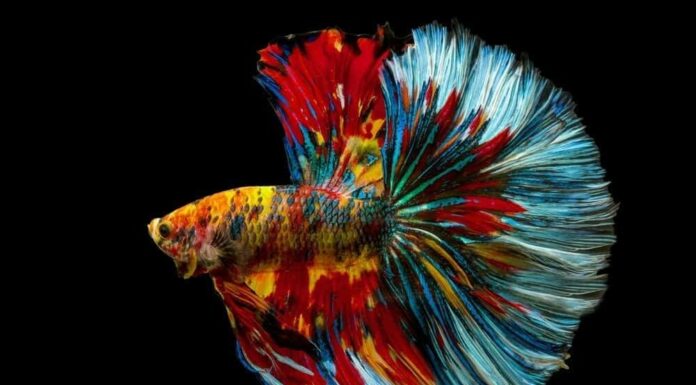 Betta splendens, pesce combattente siamese, coda lunga a mezzaluna multi colore arcobaleno fantasia isolata su sfondo nero