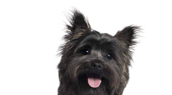 tumulo terrier