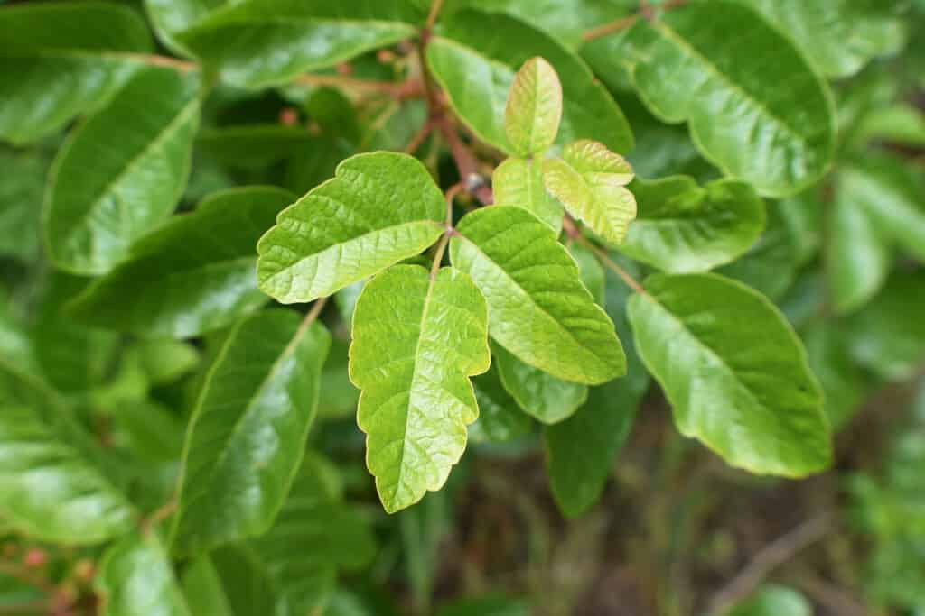 Vite tentacolare di quercia velenosa con caratteristici grappoli a tre foglie, noti per causare irritazione alla pelle.