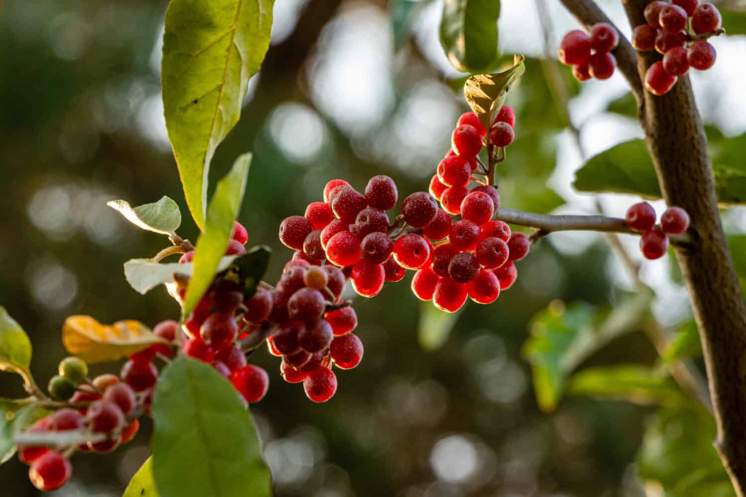 Frutti rossi di Elaeagnus umbellata o silverberry giapponese, noto come umbellata oleaster o oliva autunnale, su sfondo sfocato di fogliame verde.  Messa a fuoco selettiva.  Avvicinamento.  Concetto di natura per il design.