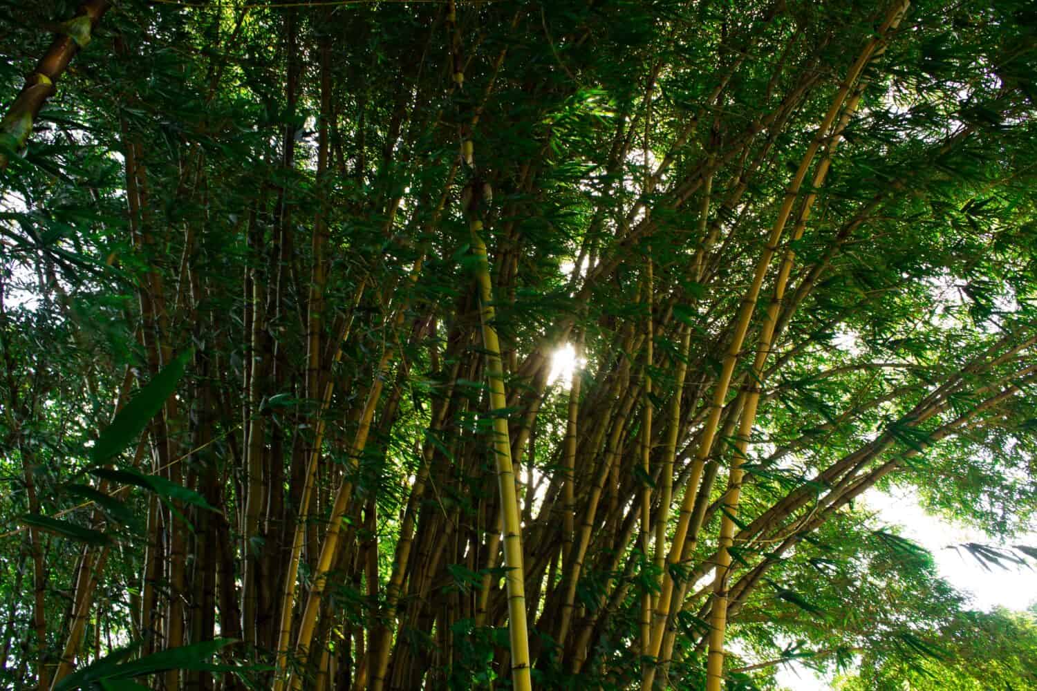 immagini di Golden Bamboo Phyllostachys aurea in una giornata di sole