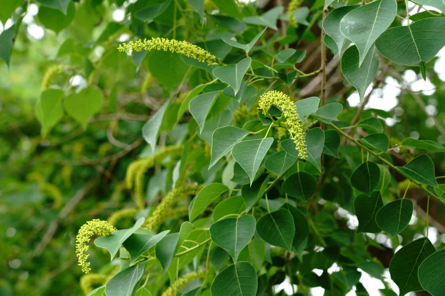 Fiori di sego cinese (Triadica sebifera) in estate