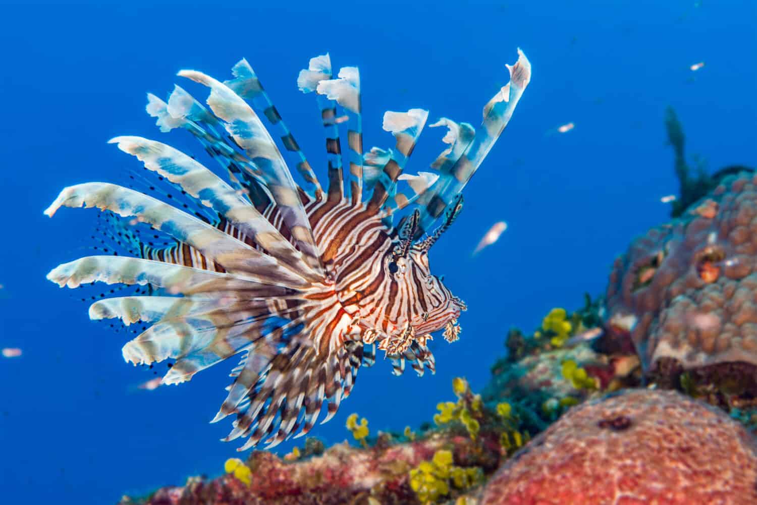 Il leone comune {Pterois volitans} è una specie invasiva nei Caraibi.  Bahamas, dicembre