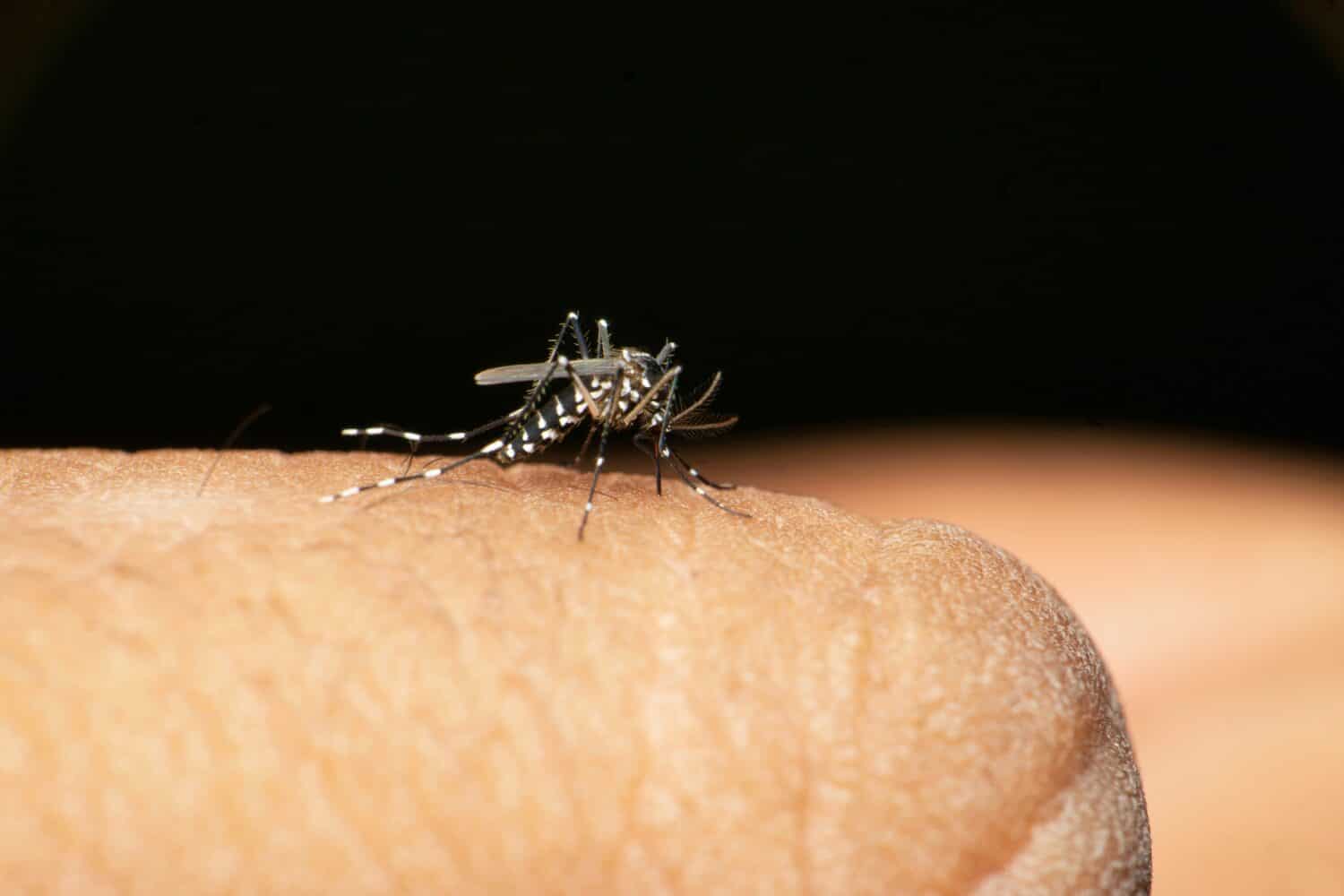 Aedes albopictus , Stegomyia albopicta, della famiglia delle zanzare (Culicidae), nota anche come zanzara tigre asiatica o zanzara della foresta