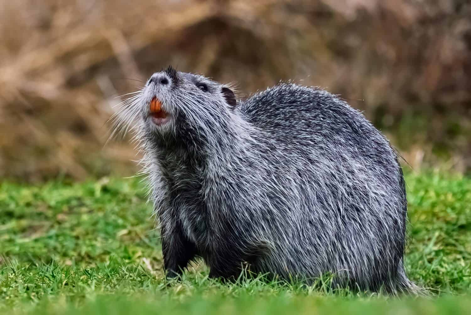 Nutria con bei denti rossi.  Cercando cibo.  In piedi nell'erba corta, primo piano.  Genere Myocastor coypus.