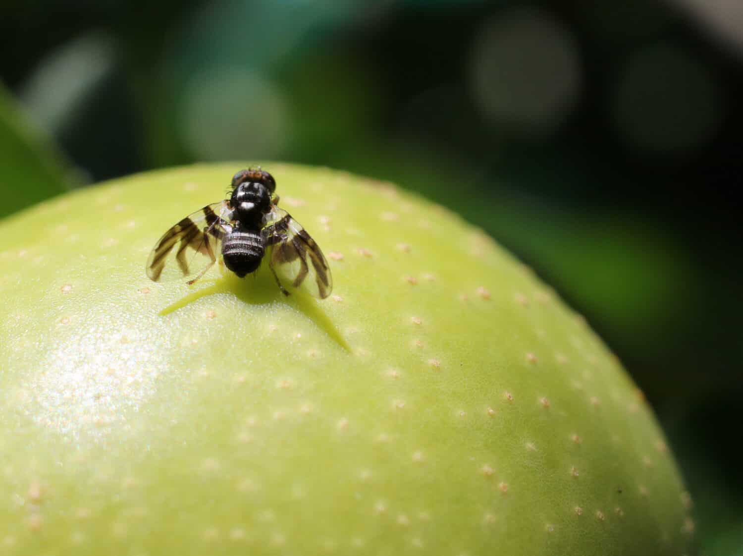 Mosca della larva della mela - Rhagoletis pomonella