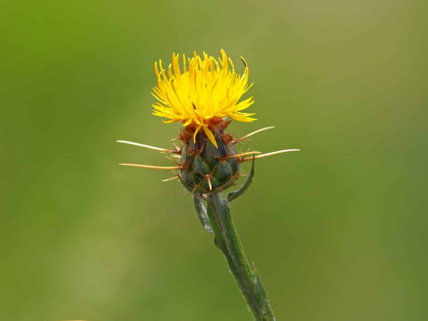 Centaurea solstitialis, cardo stellare giallo