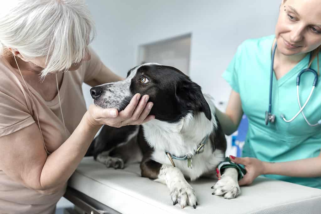 Veterinario professionista che esamina un cane