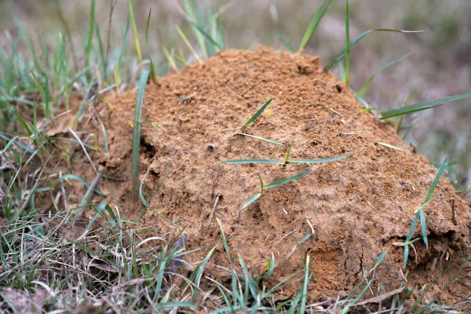 Letto di formiche di fuoco con erba che sporge attraverso il letto.
