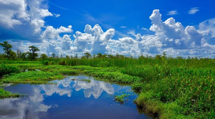 Bayou del lago Salvador